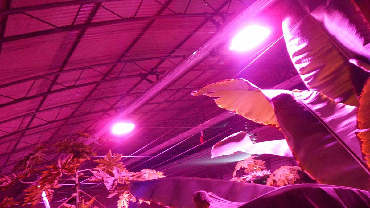 植物照明应用案例